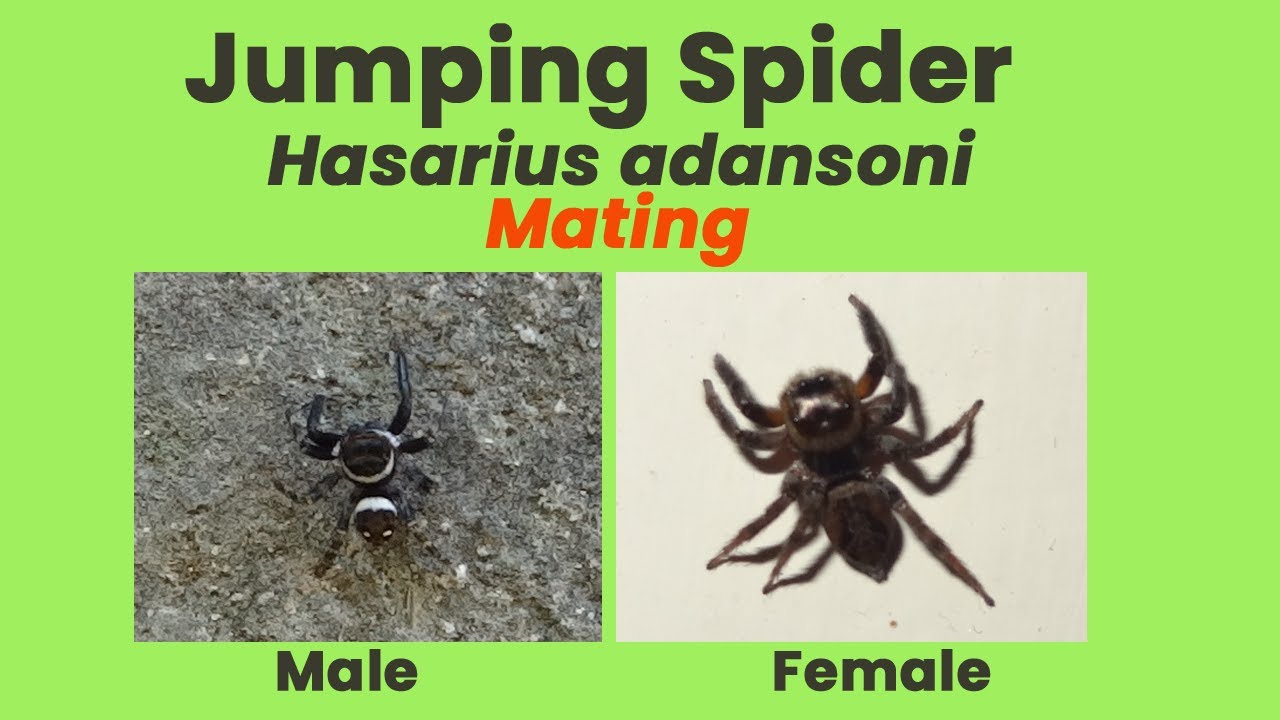 Jumping Spider (Hasarius adansoni) – Mating Behaviour Documented | Pakistan