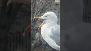 My Pet Seagulls Got A Special Little Thumb... Wealth