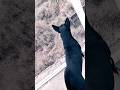 my dog is hunterining dog #dogpower # viral