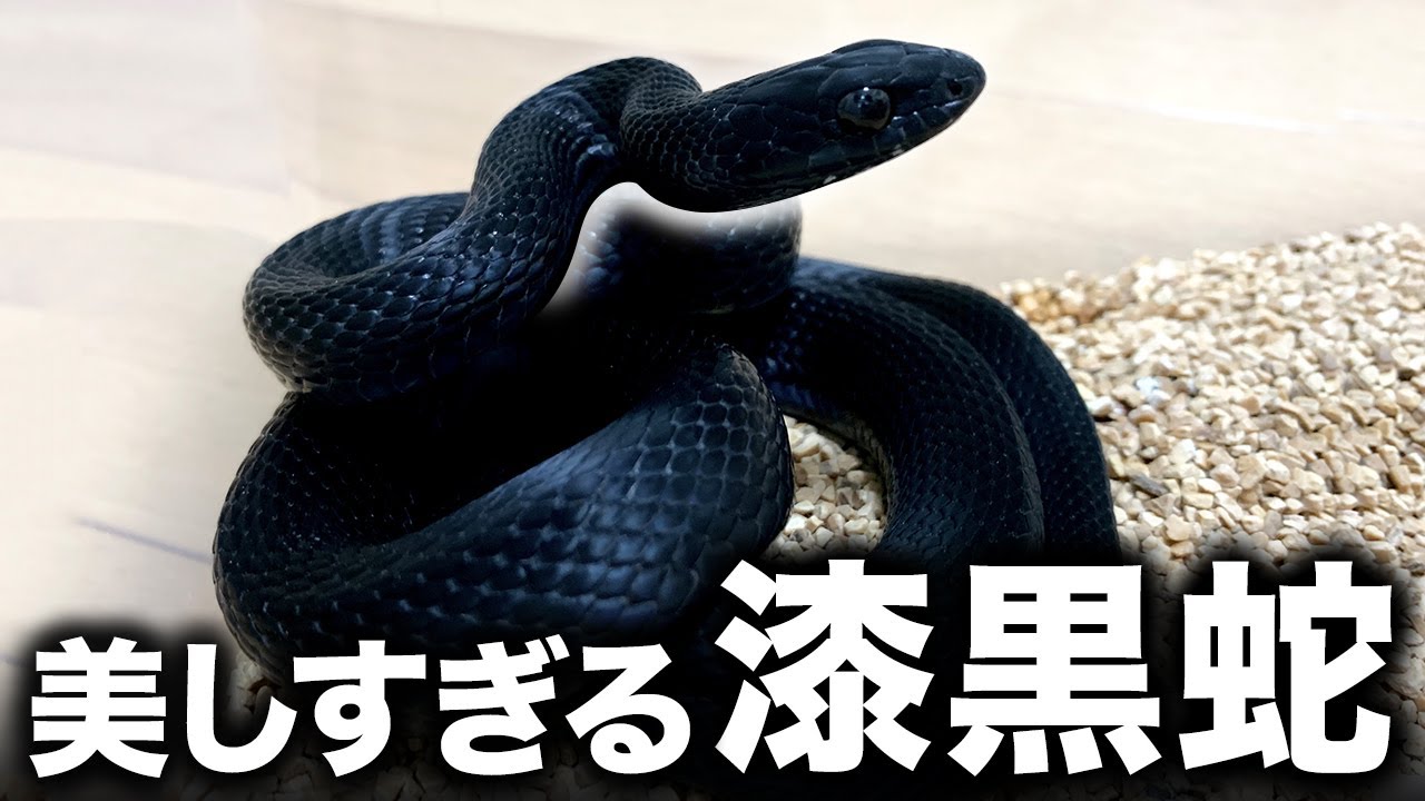 Breathtakingly beautiful a jet-black snake that has just shed