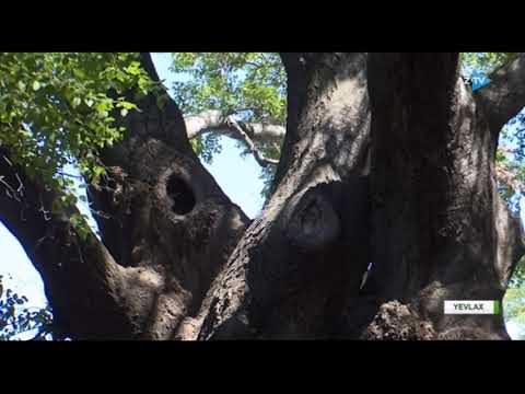 Video: Qovaq hansı ağac növüdür?