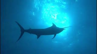 神子元島の青～い海にブルーマーリン登場！ | Marine Diving web