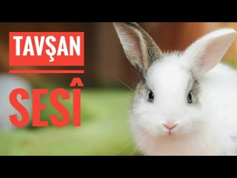 Tavşan Sesi