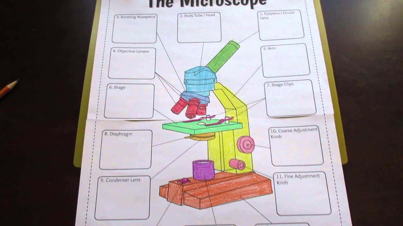 microscope-parts-and-use-worksheet-answers