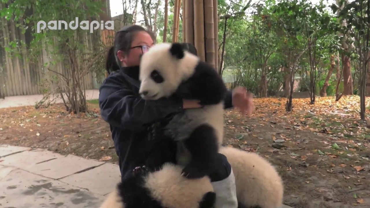panda cubs in the snowy day