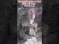 7月17日大雨の中で、お母さん猿に寄りかかって爆睡するパンチくん。🐒気持ちよさそうだけど風邪ひかないでね。💞 #パンチくん#shorts
