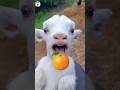 خروف العيد خروف يأكل برتقال خروف كيوت خروف مضحك تربية الحيوانات Sheep 