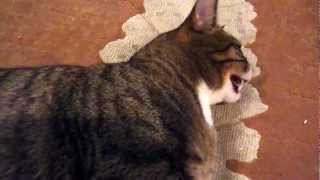 Cat Sings 'If You're Happy & You Know It'.MOV