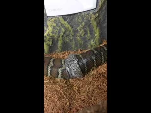 Centralian carpet python (Prada)