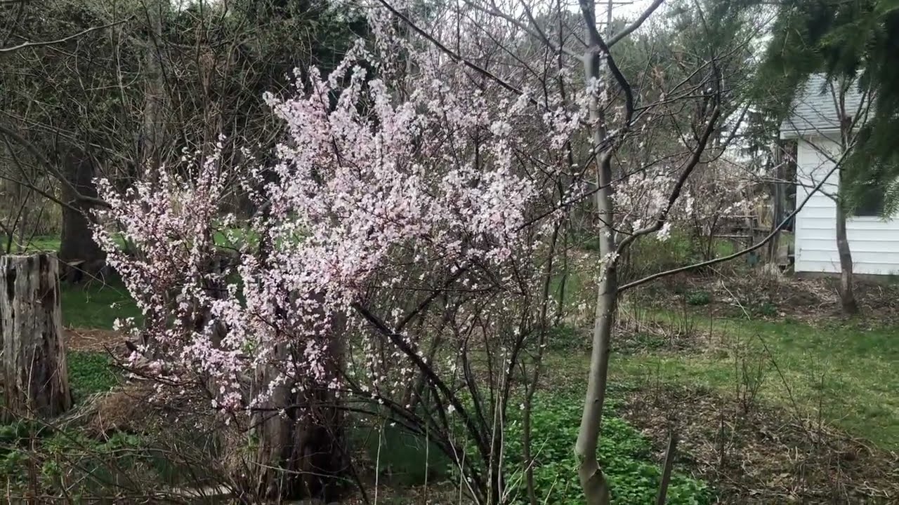 Spring Tour - Early Bloomers are Popping!