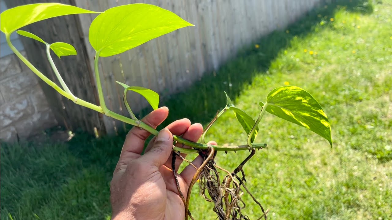 How to use a Pothos Plant In your fish tank YouTube