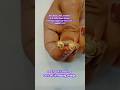 gold Top designs New Maa Lakhi Jewellers N.N datta road silchar, 30% off in making charge 8486971375