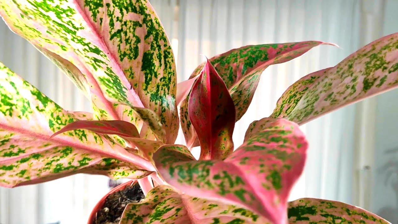 🙋AGLAONEMA PRESTIGE Y SUS CUIDADOS