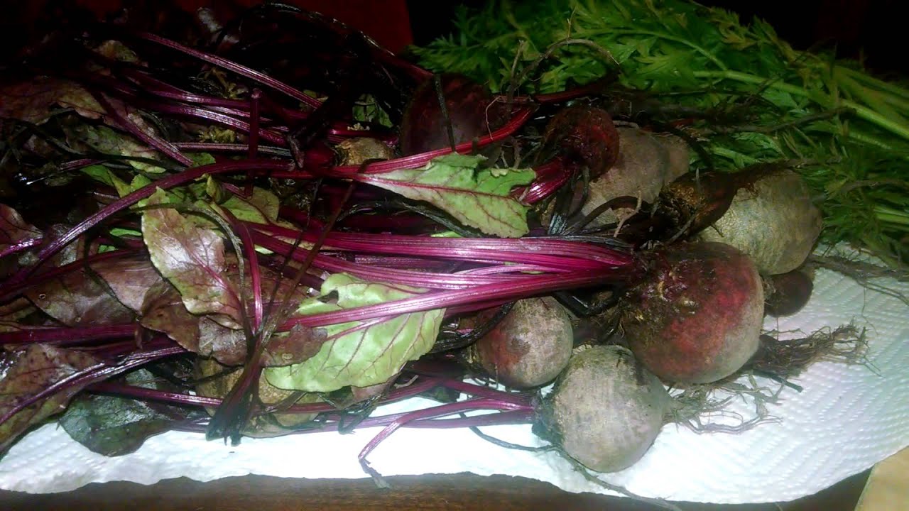Our Garden Harvest 07/07/15 - 07/12/15 - YouTube