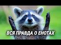 Обаятельный и коварный енот истребитель 