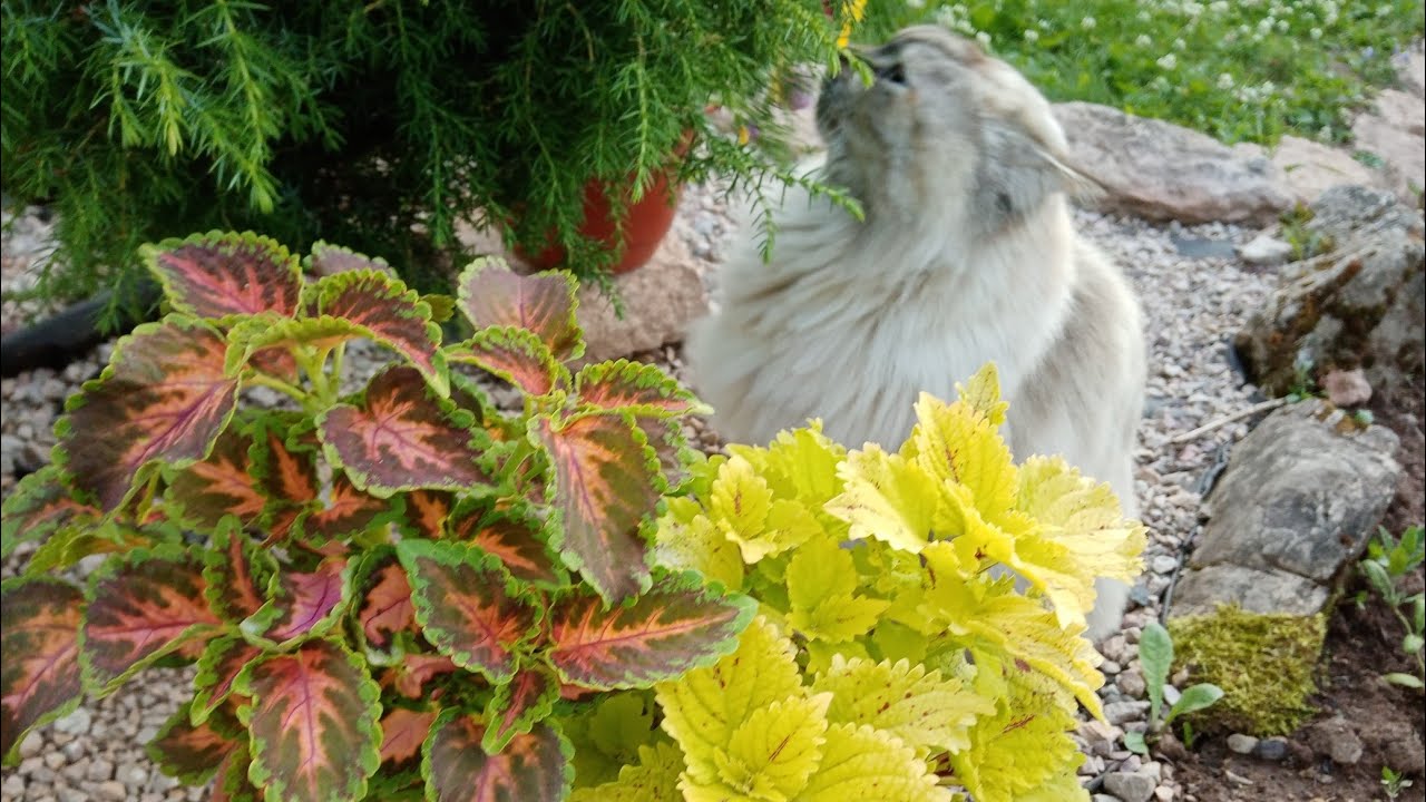 Колеусы в июле, моя небольшая коллекция.