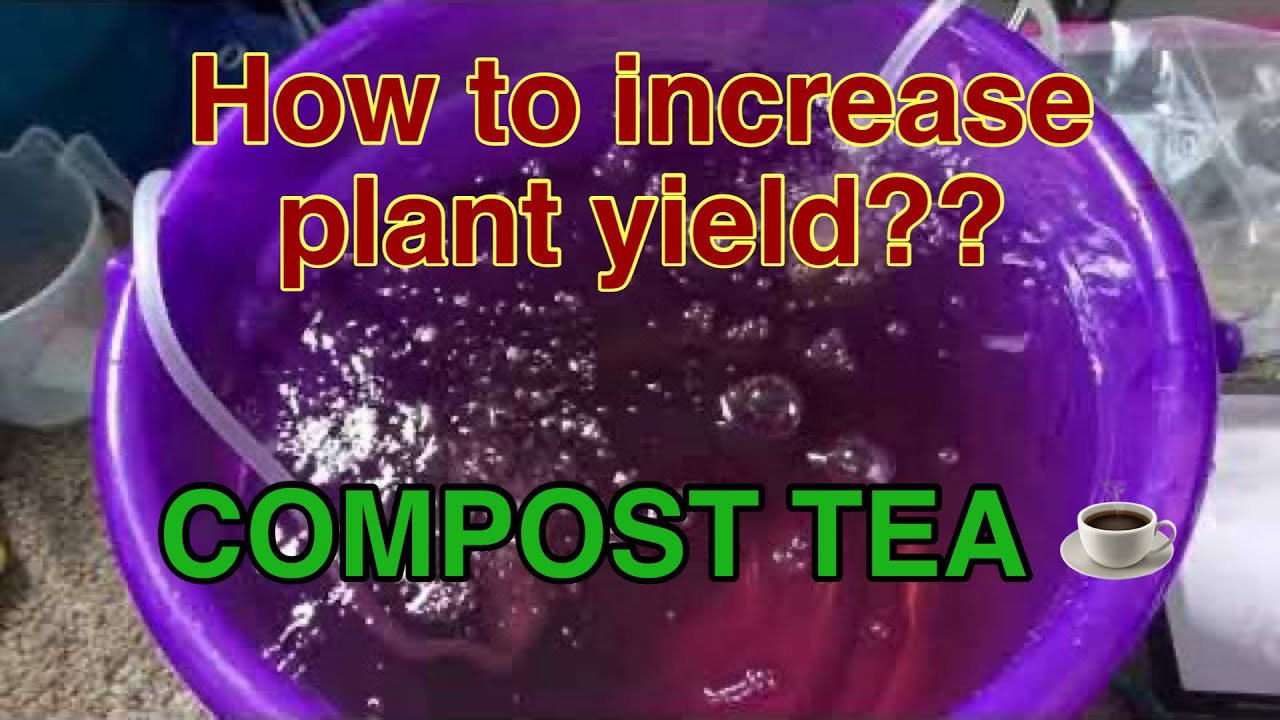 How to increase plant yields with compost teas
