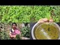 Amrul saker tok health benefits of amrul village style recipe vlogsummer recipe