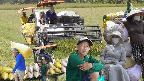 máy cắt ra đồng biển cắt lúa nhật ngôn dân chúng đặm công tấn 2 giá lúa 8700₫K tập23 # maibangtv