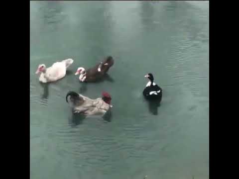 Do you belong here?  Pool Party Crasher