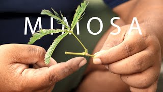 How to grow mimosa plant (shame plant, shy plant) from cuttings