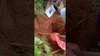 Duplicate soil samples Wealth