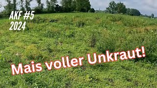 AKF #5 2024: Mais versinkt in Unkraut! Das kostet Geld!