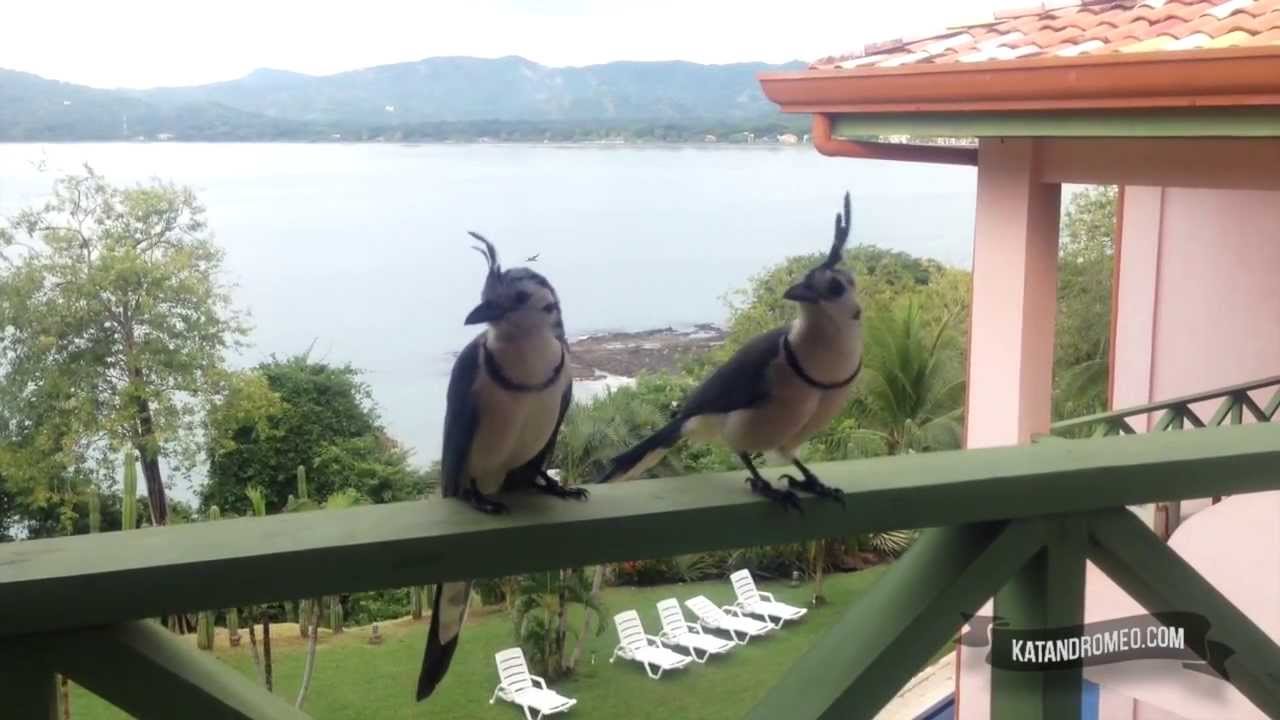 Costa Rica birds, two blue jays in our balcony in Playa Flamingo YouTube