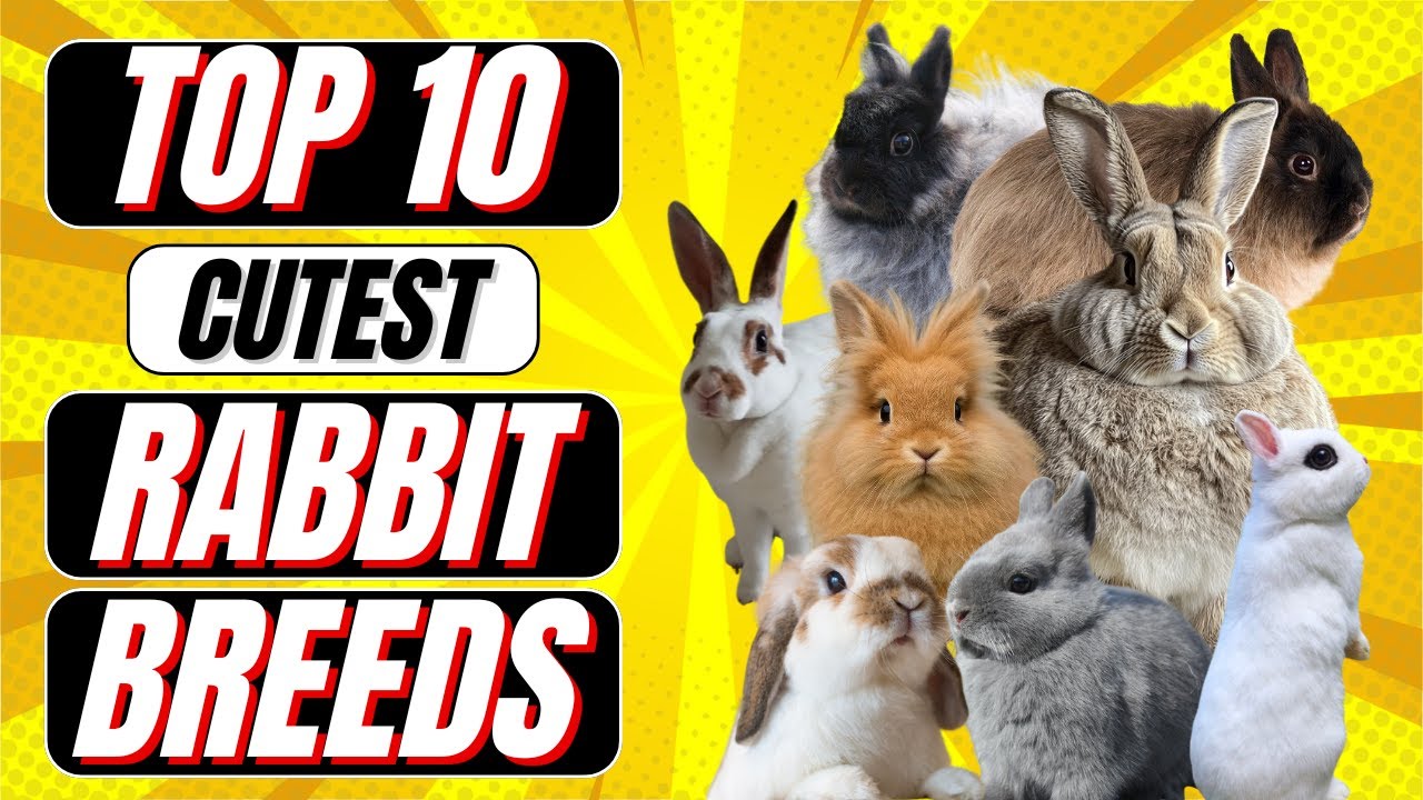 Cutest Rabbit Types Top 10 Cutest Rabbit Breeds - YouTube