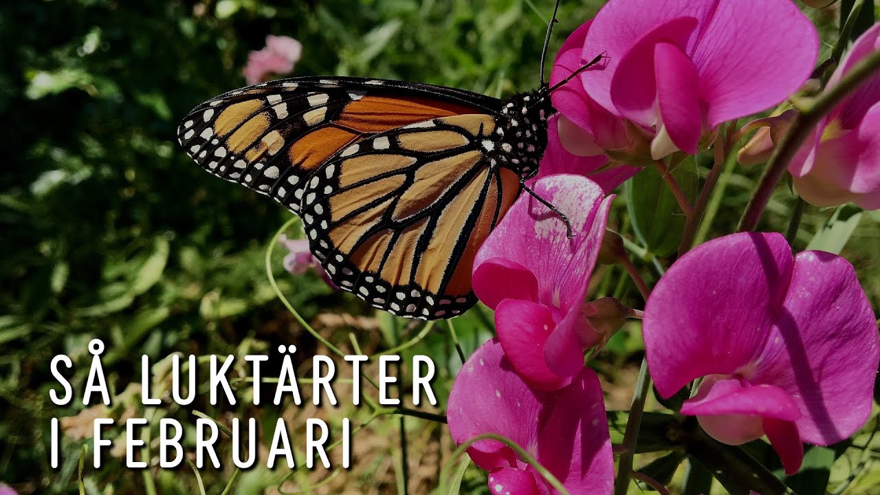 Vinterså/odla luktärter/Zinnia i februari - så gör jag. Visas i slutet av filmen (zinnia).