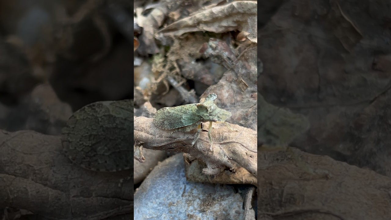 Camouflaged bug 🍂