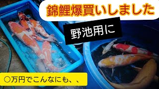 野池用に【錦鯉を爆買いしました】 自宅池 アクアリウム Amazing Koi 野池用に【錦鯉を爆買いしました】 自宅池 アクアリウム Amazing Koi