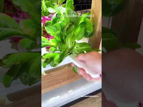 The Click & Grow 25 indoor garden in action #shorts