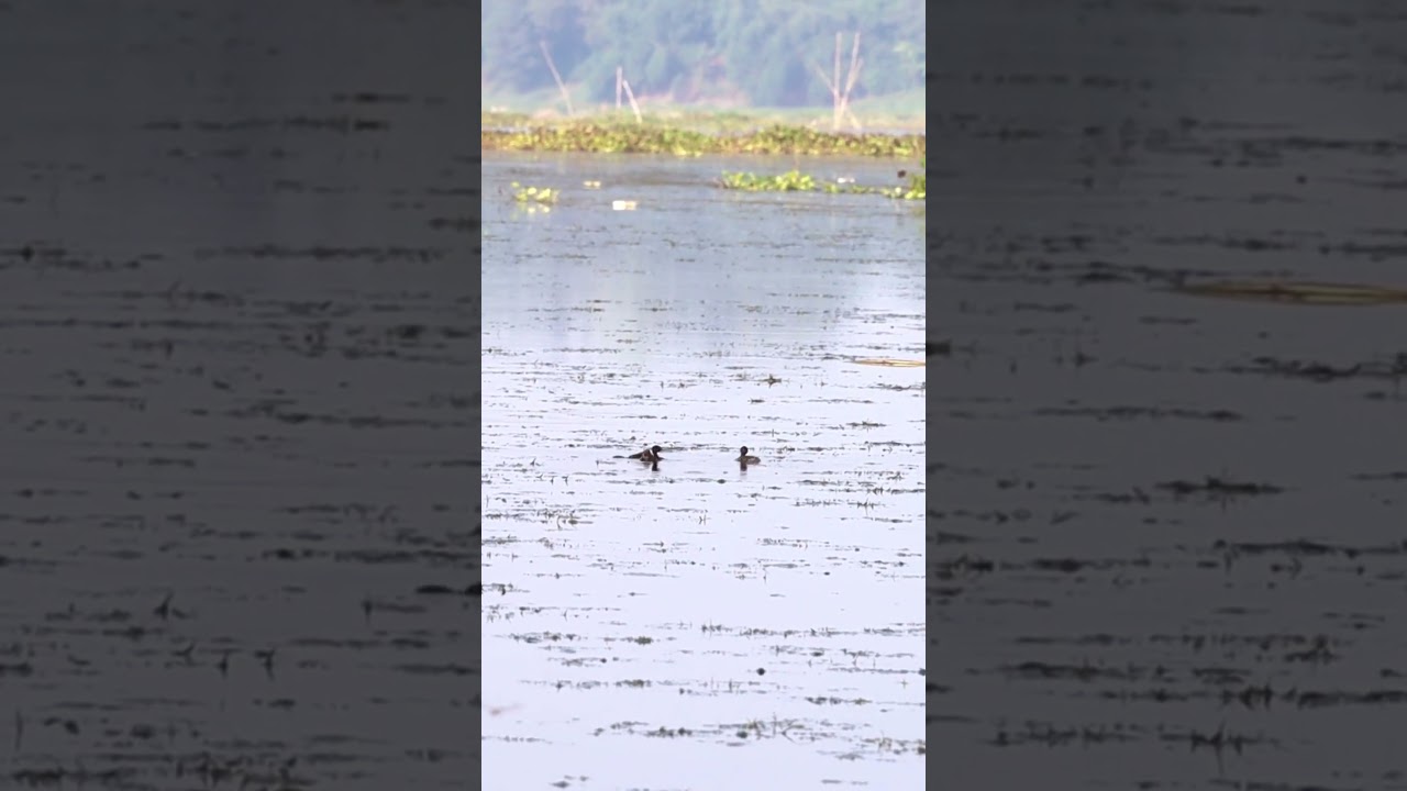 Little Grebes sails on Purbasthali's Serene Waters | Birdwatching 