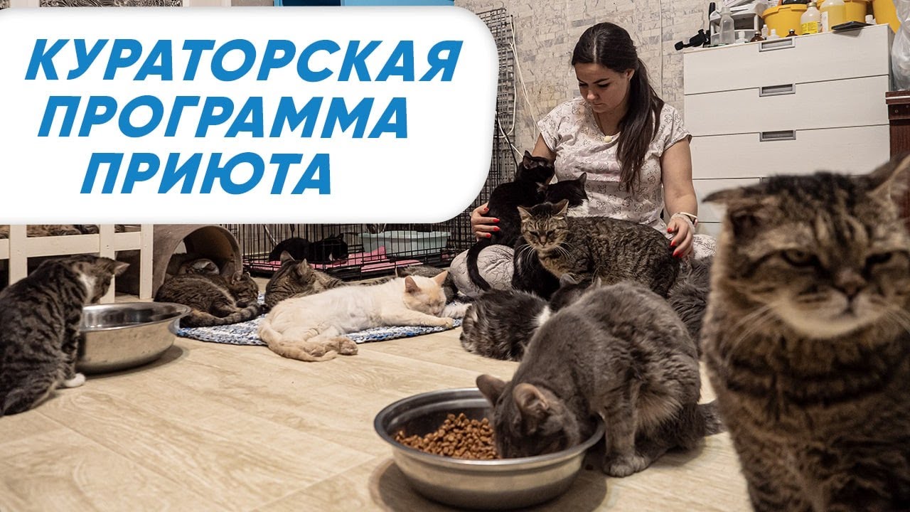 Как помочь бездомным кошкам? Кураторская программа приюта ЛИС. Помощь ...