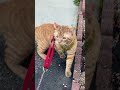 Cheeto talks with Frankie #leashedcat #kitten