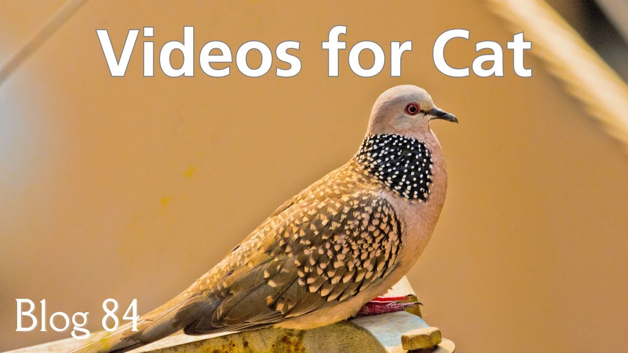 Video for Cats to Watch 9 Hour Birds for Cats to Watch Extravaganza ⭐
