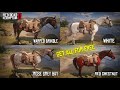 How to Get All Arabian Horses for FREE in RDR2 – No Money Needed! (Full Guide &amp; Locations)