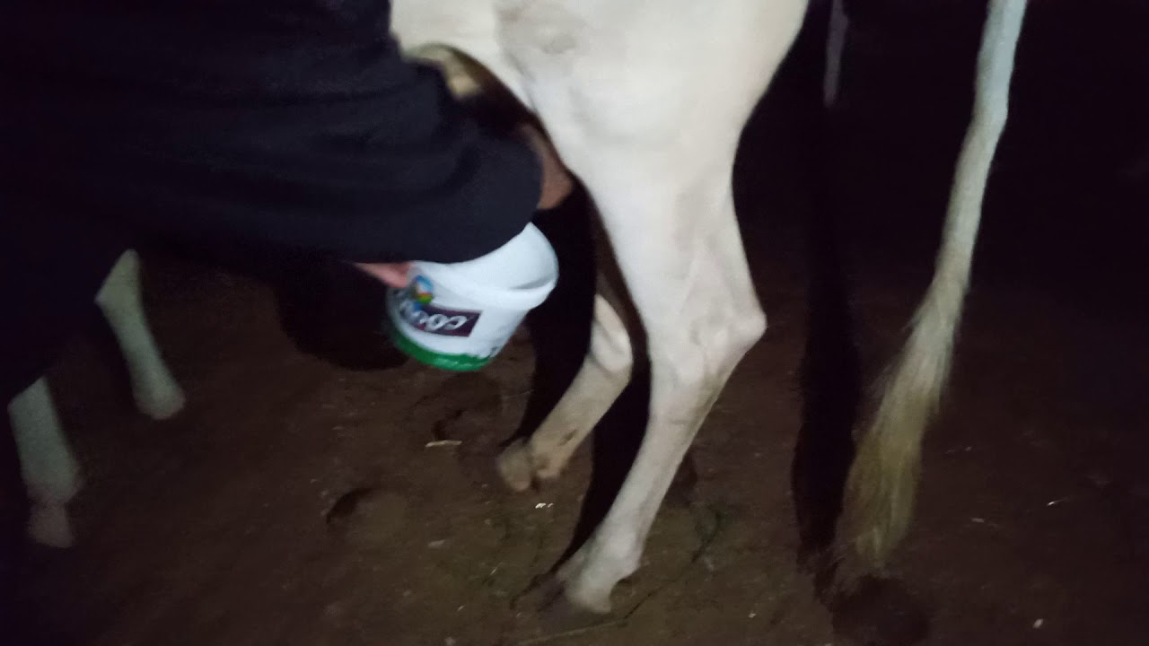 طريقه حلب البقره 🐄😂