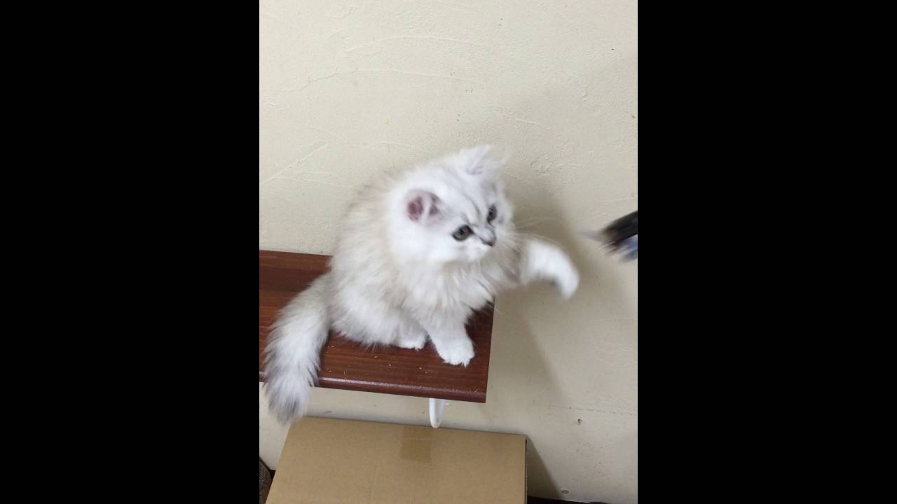 モフモフ猫の王様ならチンチラ チンチラゴールデンはタヌキそっくり モフねこ