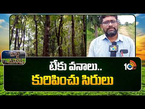 Huge Profits With Teak wood Farming | టేకు వనాలు.. కురిపించు సిరులు | Matti Manishi | 10TV - 10TVNEWSTELUGU