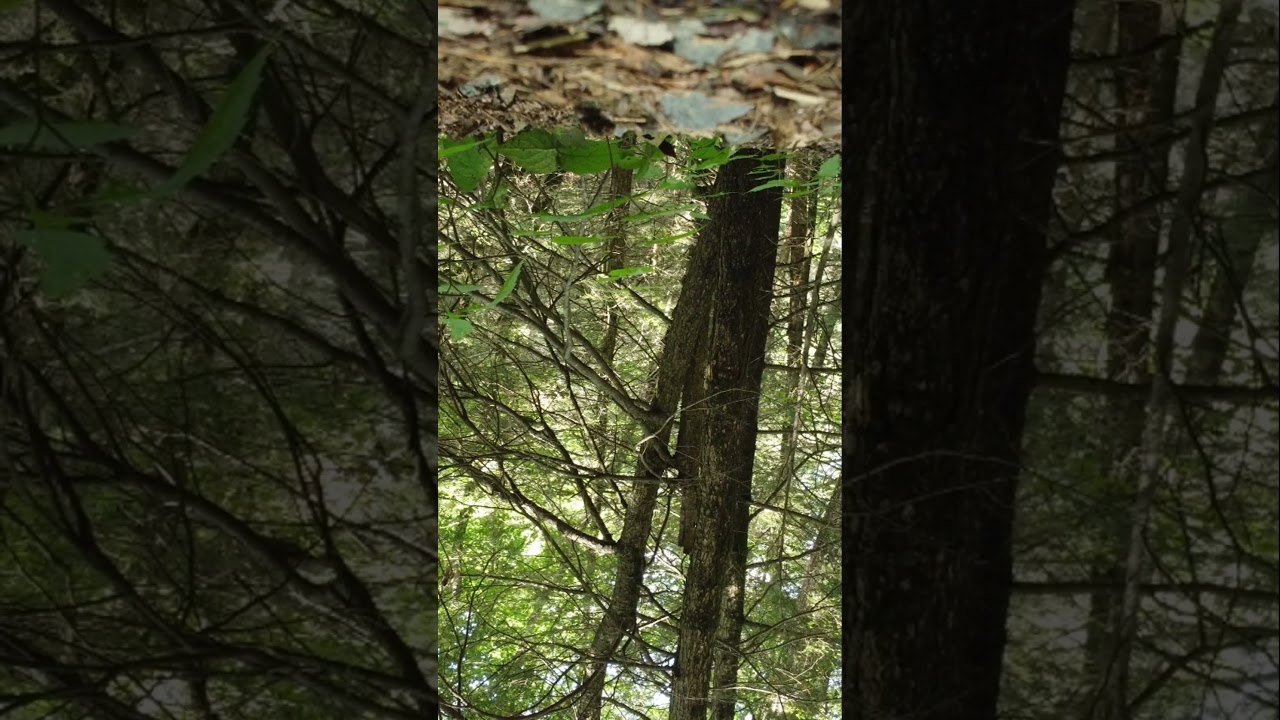 DJI Mini 2 Crash, Still Good to Fly! 