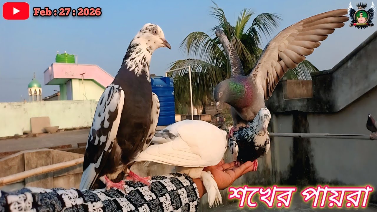শখ করুন শখের জন্য বিভিন্ন রকমের পায়রা 🥰#subscribe #kabutar #india #ispigeon8299 #video #ytshorts 