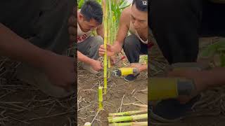 Ide cerdas memotong tanaman jagung dengan alat pertanian unik #shorts