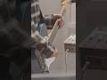 #斉藤和義 新曲 #黒猫のタンバリン 配信スタート🐈⬛