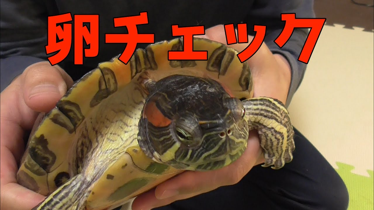 ミドリガメのたまごチェック Youtube
