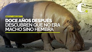 Hipopótamo que habían llevado de México a Japón como macho resultó ser hembra | El Colombiano