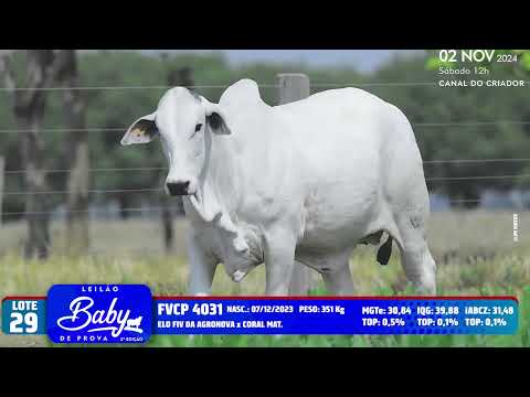 LOTE 29   FVCP 4031