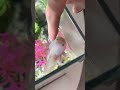 Аксолотль Лилу #питомец #амфибия #аксолотль