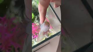 Аксолотль Лилу #питомец #амфибия #аксолотль
